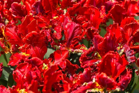 Flowers of parrot tulips