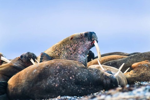 Group of Walruses lying on a beach in Svalbard