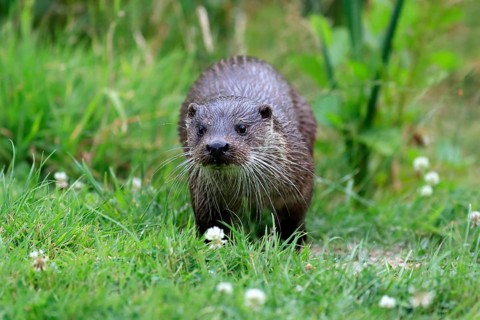 European otter