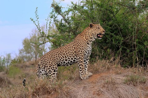 Leopard