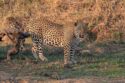 Leopard