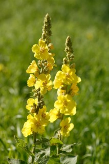 Yellow dense-flowered mullein