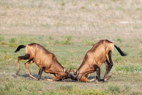 Red Hartebeest