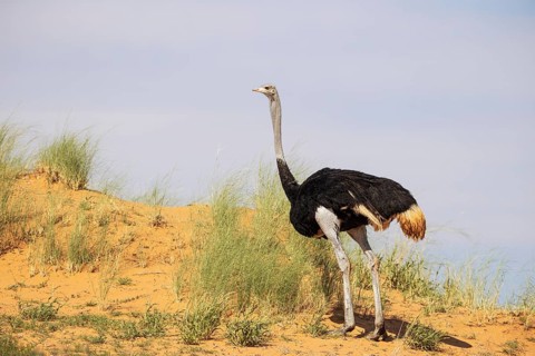 Ostrich