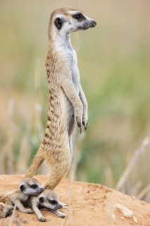 Suricate