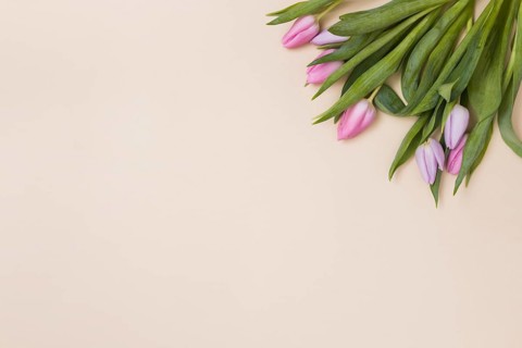 Tender pink tulips from