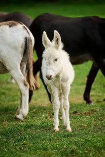 Donkey