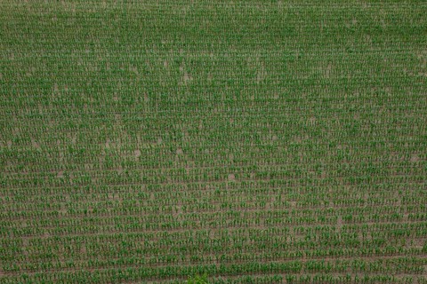 Cornfield
