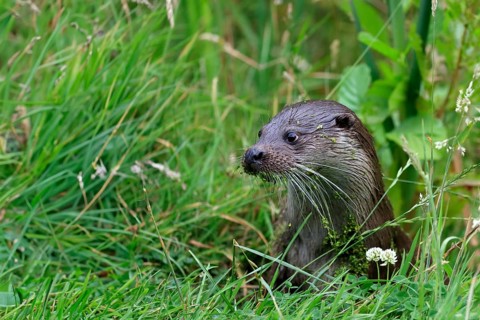 European otter