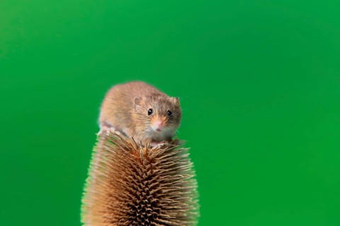 Eurasian harvest mouse