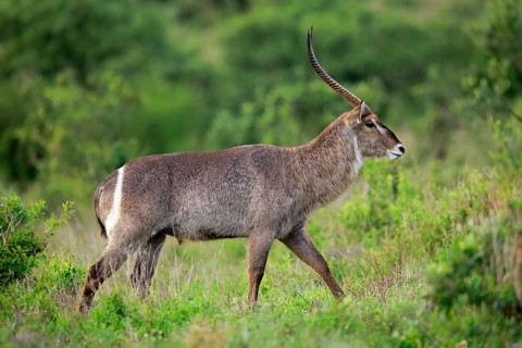 Ellipsen waterbuck