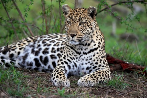 Leopard