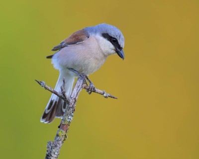 Red-backed Shrike