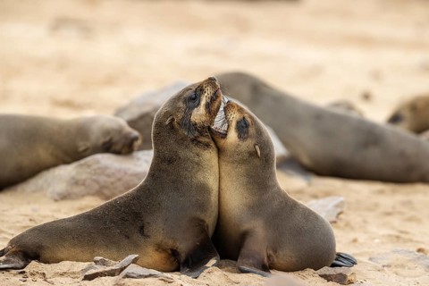 Cape Fur Seal