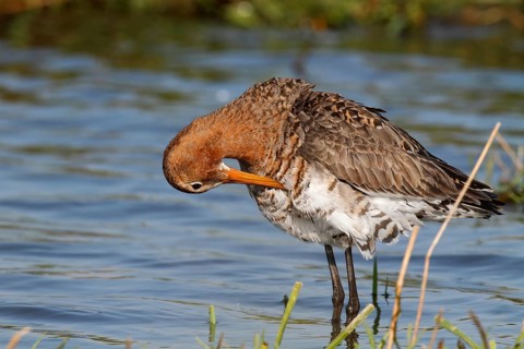 Black-tailed Godwit