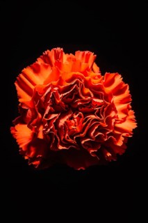 Bright carnation black
