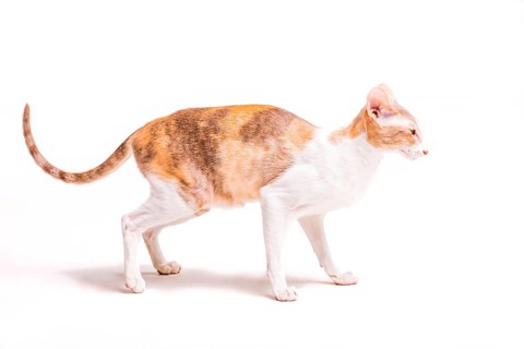 Side view yorkshire isolated white background