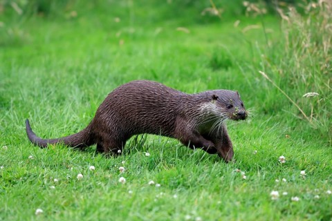 European otter