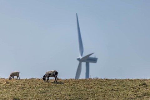 Sheep standing on a dike by the sea in front of a wind turbine for wind energy
