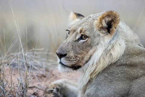 Lion