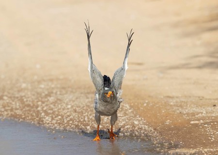 Pale-chanting Goshawk