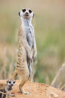 Suricate