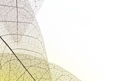 Top view transparent leaves with copy space