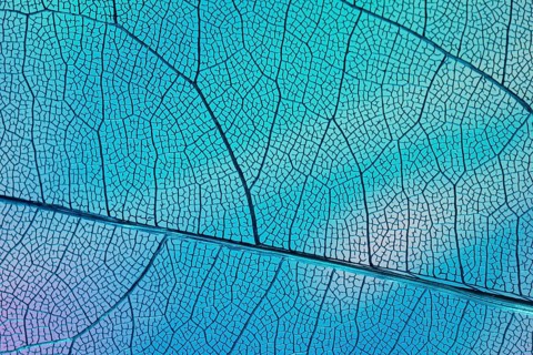 Transparent leaf with blue backlight