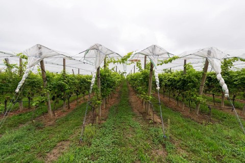 Vineyard covered with protective nets