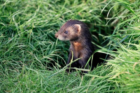 European polecat