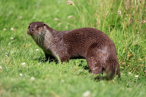 European otter