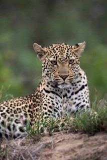 Leopard