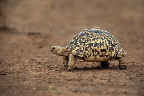 Leopard tortoise