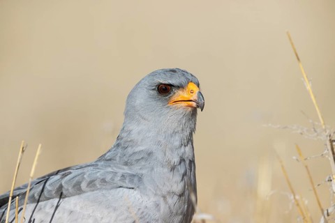 Pale-chanting Goshawk