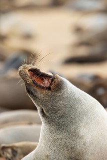 Cape Fur Seal