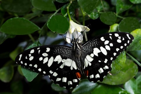 Black white butterfly with its wings opened
