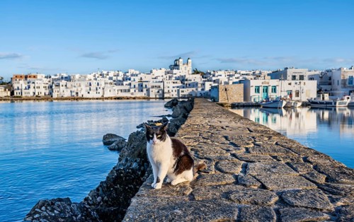 Cat sitting on the harbour wall