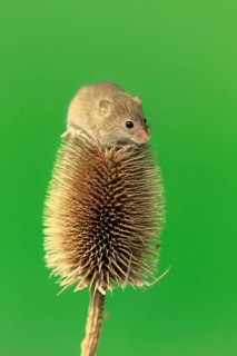 Eurasian harvest mouse