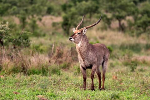 Ellipsen waterbuck
