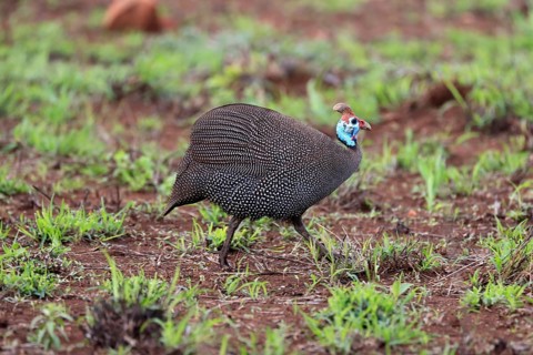 Helmeted Guineafowl