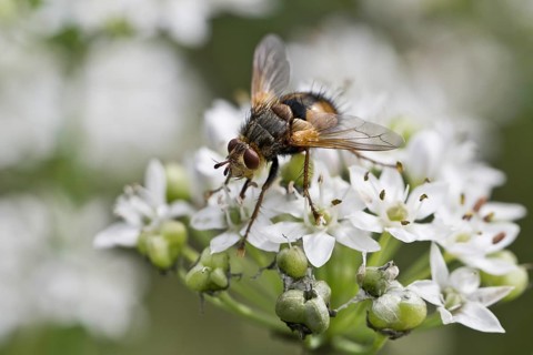 Hedgehog fly