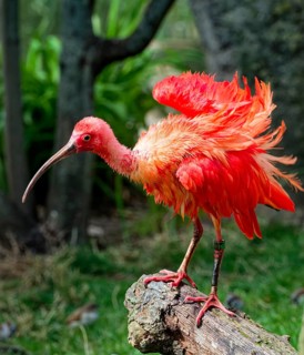 Scarlet ibises