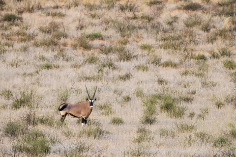 Gemsbok