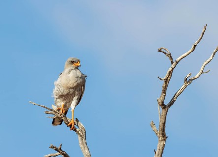 Pale-chanting Goshawk