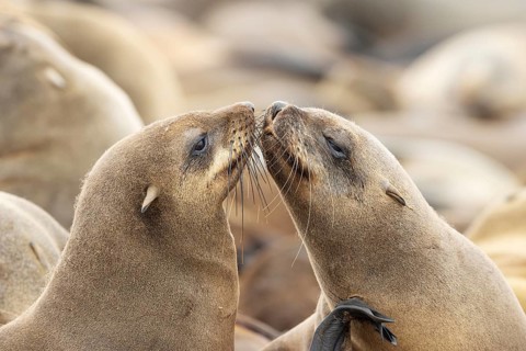 Cape Fur Seal
