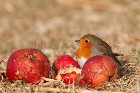 European robin
