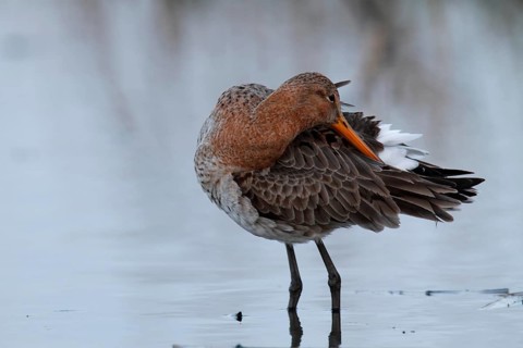 Black-tailed Godwit