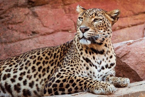 Leopard_3