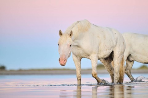 Camargue horse walking through the water at sunrise