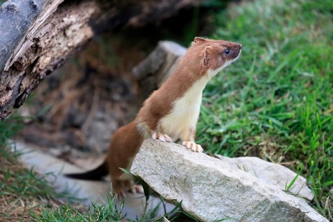 Ermine